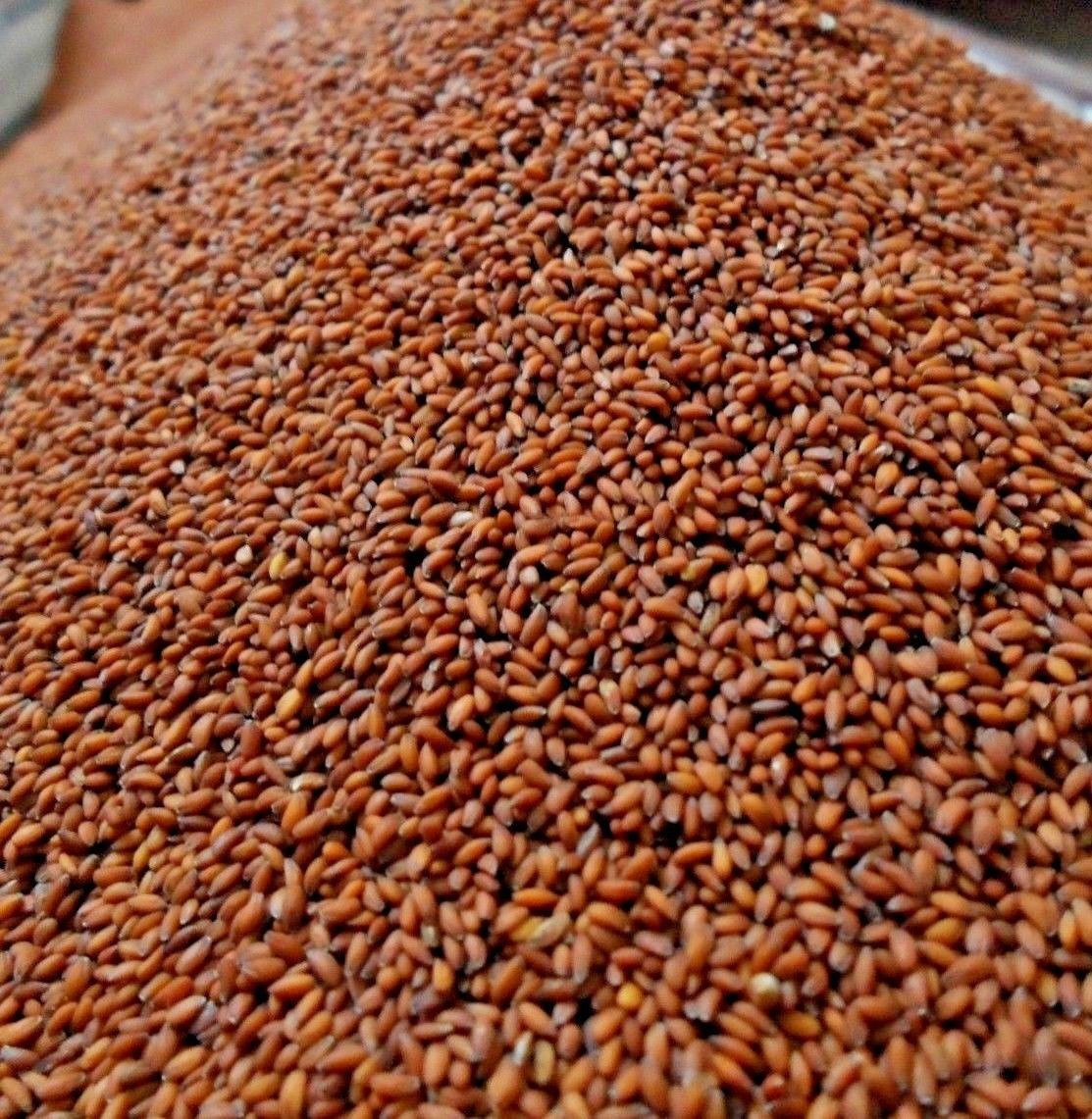 Graines de germination - cresson de jardin - 500 grammes - – Garden Seeds  Market