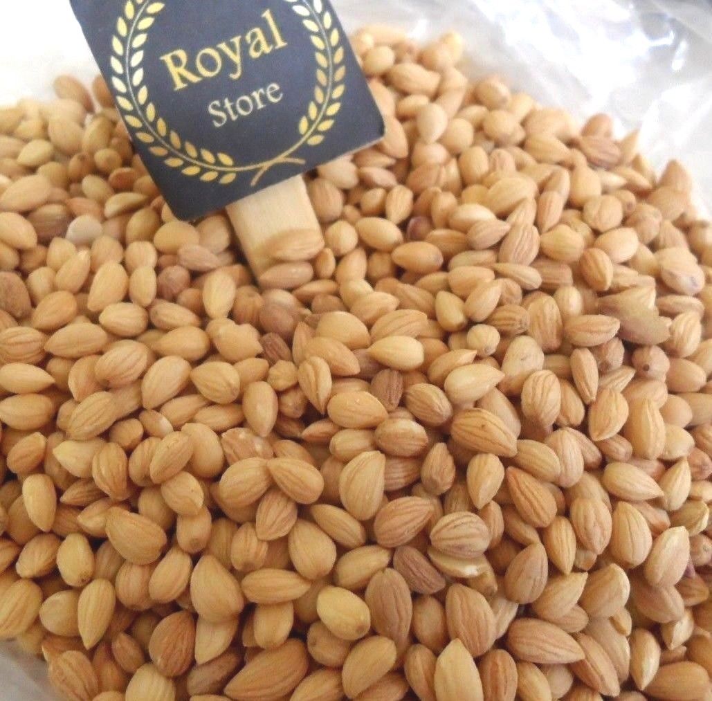 Whole Mahaleb Prunus cherry Mahleb seeds محلب