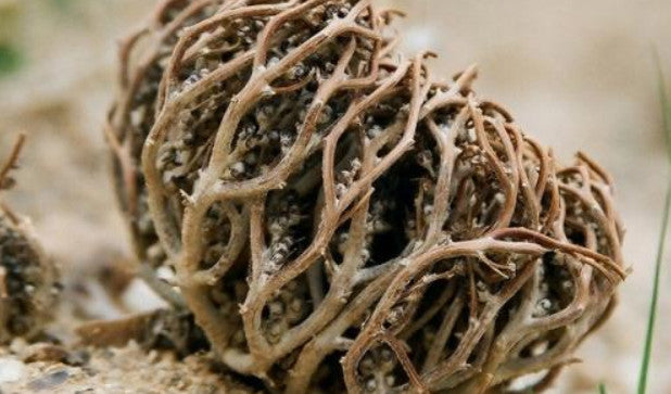 Flower Of Maryam Chaste Tree Herbs Palm Of Mary عشبة كف مريم Mary’s JERICHO Jericho Resurrection ( Origin India )