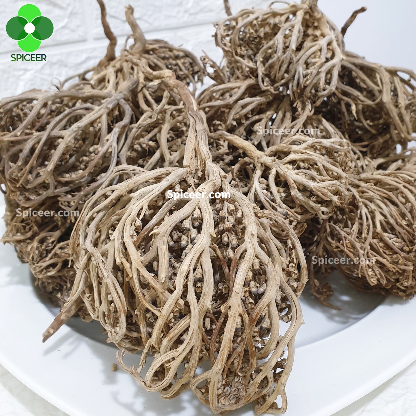 Flower Of Maryam Chaste Tree Herbs Palm Of Mary عشبة كف مريم Mary’s JERICHO Jericho Resurrection ( Origin India )
