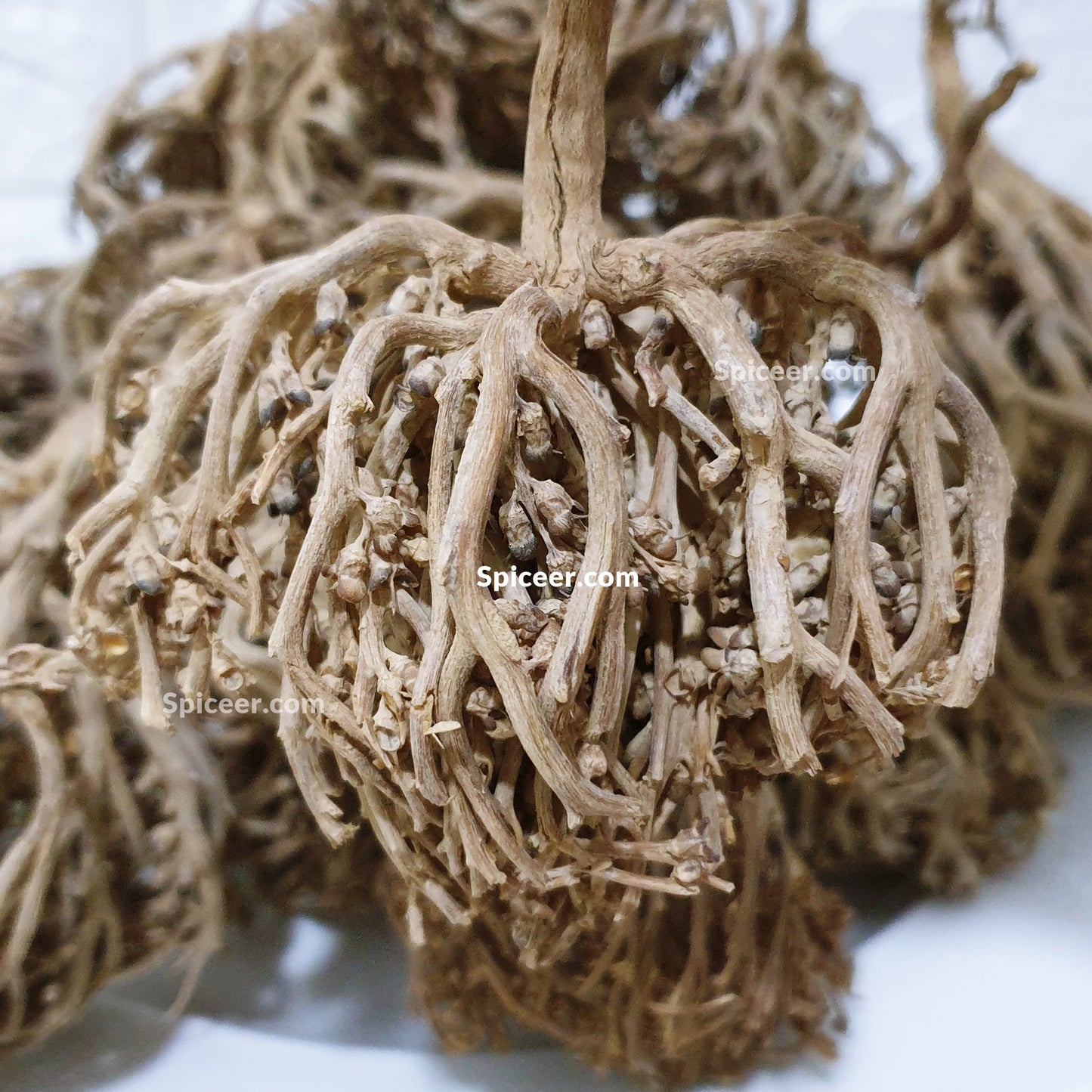 Flower Of Maryam Chaste Tree Herbs Palm Of Mary عشبة كف مريم Mary’s JERICHO Jericho Resurrection ( Origin India )