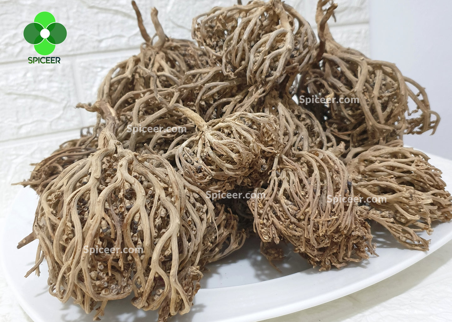 Flower Of Maryam Chaste Tree Herbs Palm Of Mary عشبة كف مريم Mary’s JERICHO Jericho Resurrection ( Origin India )